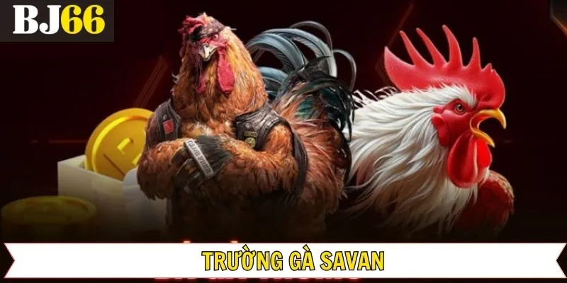 Trường Gà Savan – Nơi Hội Tụ Những Chiến Kê Mạnh Hàng Đầu