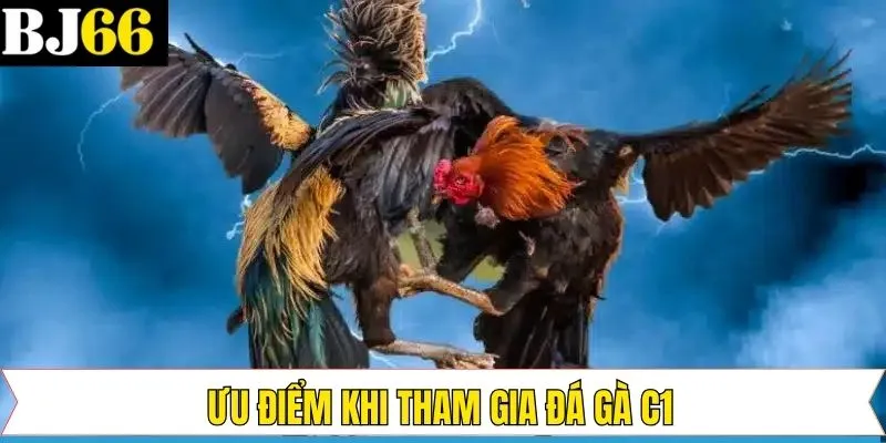 Ưu điểm vượt trội của đá gà C1 tại BJ66 